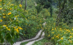 ngat lim voi canh dong hoa nu hoang xanh giua long thu do