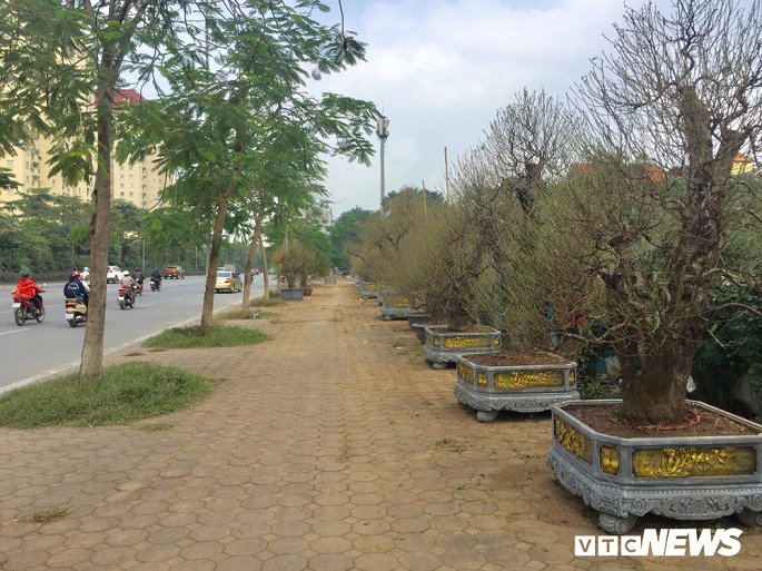 dao tet buoi canh xuong pho som khach ha noi thich thu hoi mua