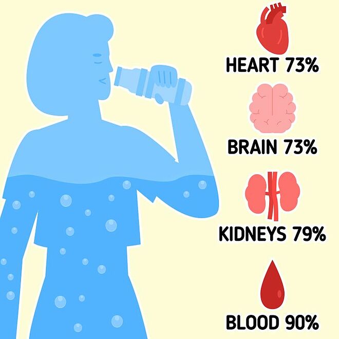 Tim và não có tới 73% là nước,