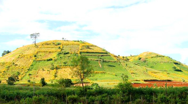 le hoi hoa da quy hang ngan du khach that vong vi chi thay hoa tan lui