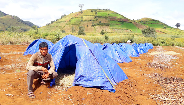 le hoi hoa da quy hang ngan du khach that vong vi chi thay hoa tan lui