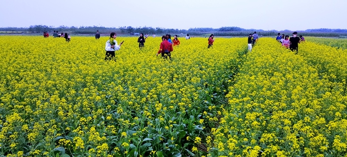 nguoi dan do xo di xem canh dong hoa cai o thai binh