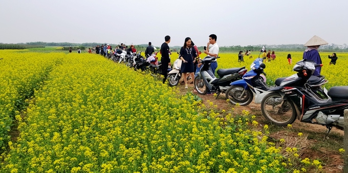 nguoi dan do xo di xem canh dong hoa cai o thai binh