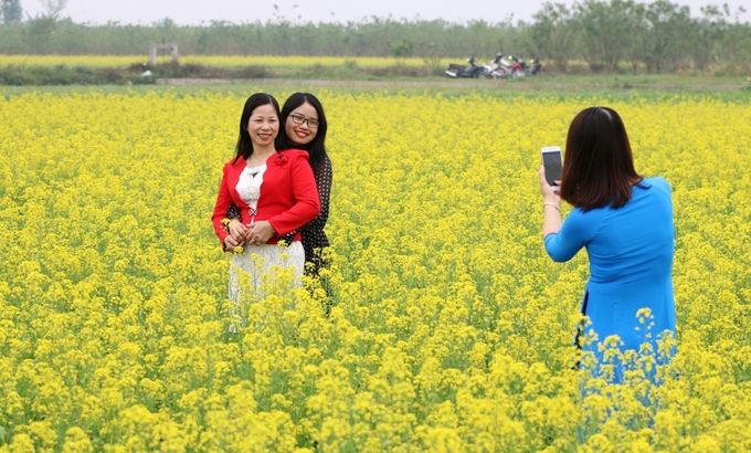 nguoi dan do xo di xem canh dong hoa cai o thai binh