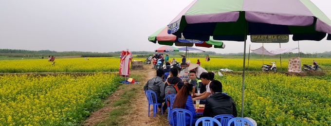 nguoi dan do xo di xem canh dong hoa cai o thai binh