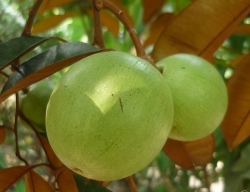 nhung cay cau mang tet som cho que ngheo mien tay