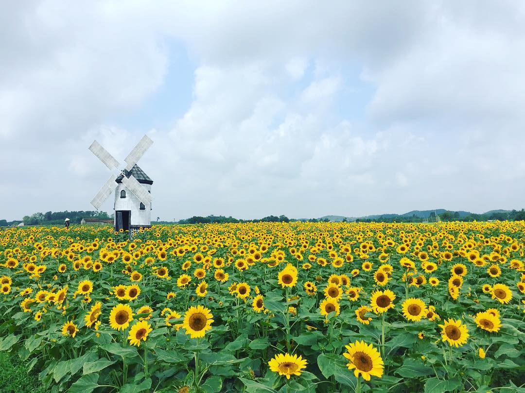 thien duong hoa huong duong khien gioi tre ngay ngat o bac giang