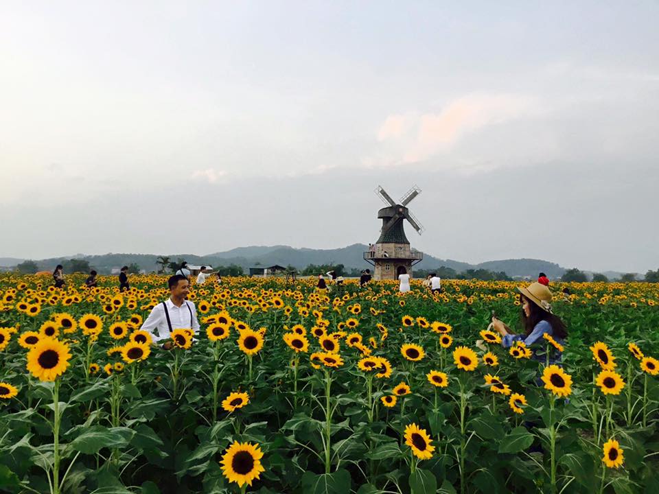 thien duong hoa huong duong khien gioi tre ngay ngat o bac giang