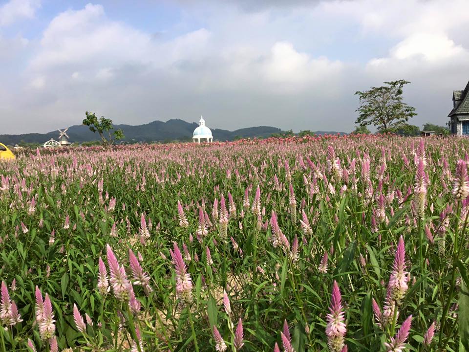 thien duong hoa huong duong khien gioi tre ngay ngat o bac giang