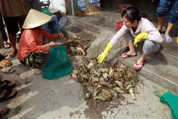 quang ninh hang chuc ho dan khon don vi ngao chet hang loat