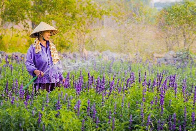 ngat lim voi canh dong hoa nu hoang xanh giua long thu do