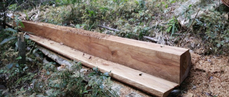 Phát hiện 89 cây rừng vùng lõi Khu bảo tồn thiên nhiên Bắc Hướng Hoá bị đốn hạ -0