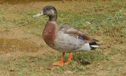 "Con vịt cô đơn nhất thế giới" qua đời con vit co don nhat the gioi qua doi