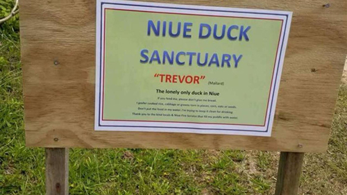 "Con vịt cô đơn nhất thế giới" qua đời con vit co don nhat the gioi qua doi