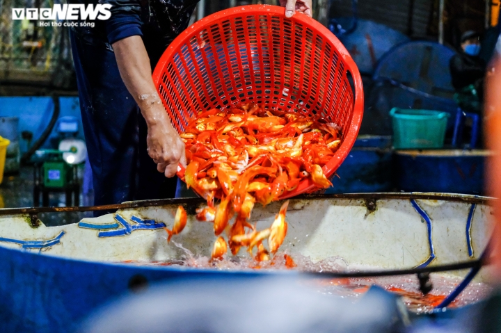 Cá chép tăng giá mạnh trong ngày tiễn ông Công, ông Táo lên trời - 11