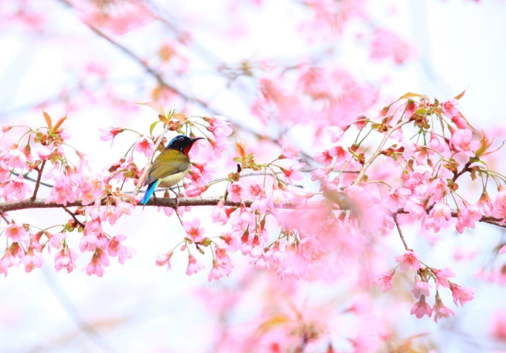 Ảnh: Đỉnh Tây Thiên ngập tràn sắc hoa, báo hiệu mùa xuân về - 4