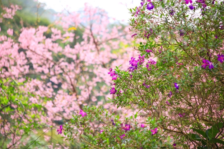 Ảnh: Đỉnh Tây Thiên ngập tràn sắc hoa, báo hiệu mùa xuân về - 5