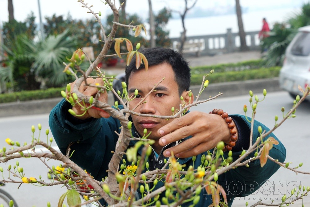 dai gia ha noi choi mai tet khung hon 100 trieu dong