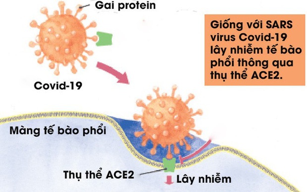 virus covid 19 xam nhap va lam nguoi nhiem tu vong theo co che nao