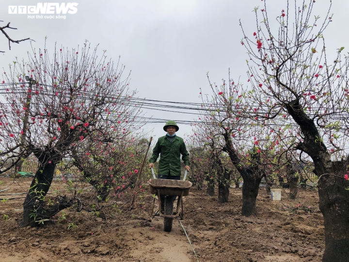 Nhà vườn Nhật Tân chi tiền triệu mỗi ngày 'tái sinh' đào sau Tết - 13