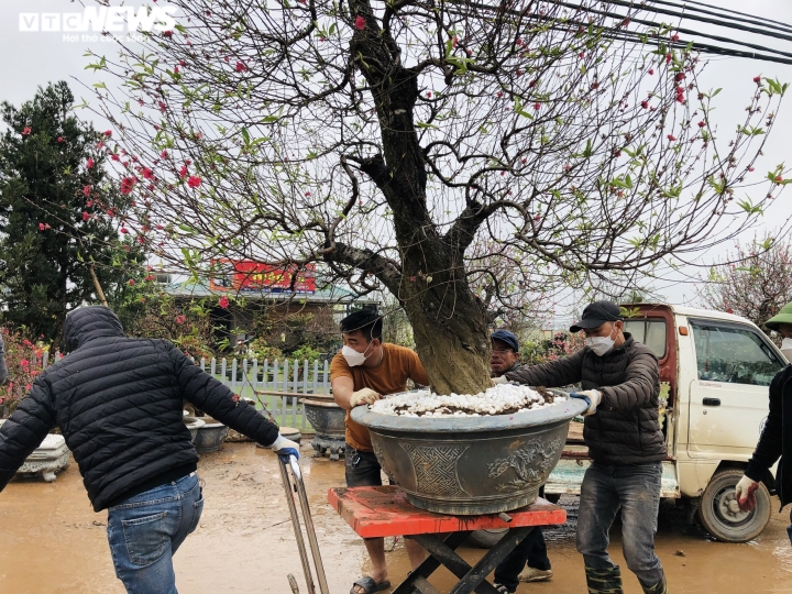 Nhà vườn Nhật Tân chi tiền triệu mỗi ngày 'tái sinh' đào sau Tết - 2