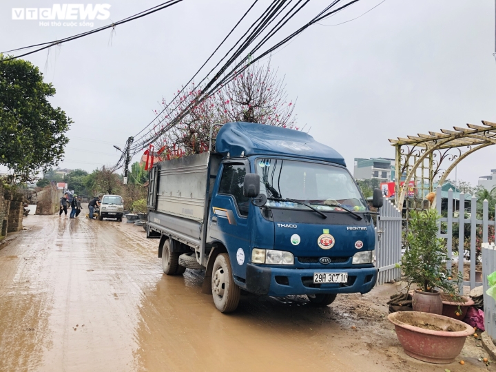 Nhà vườn Nhật Tân chi tiền triệu mỗi ngày 'tái sinh' đào sau Tết - 1