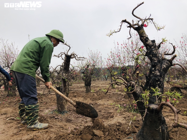 Nhà vườn Nhật Tân chi tiền triệu mỗi ngày 'tái sinh' đào sau Tết - 7