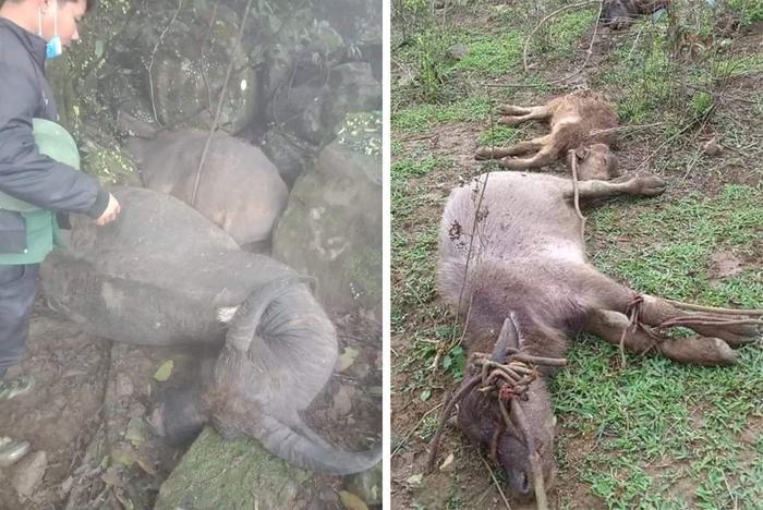 Hơn 1000 gia súc ở vùng cao Sơn La bị chết do rét đậm -0