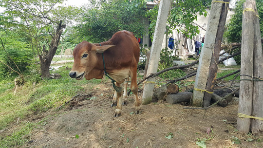 cap bo chinh sach cho can bo xa va nguoi than roi giet thit