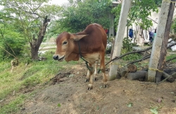 nhieu chinh sach ho tro cac ho dan khu vuon rau tan binh