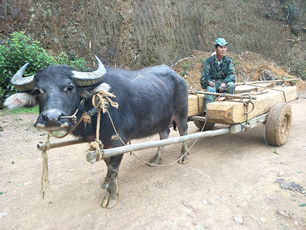 trau ngang nhien keo go lau tren duong truong bql rung bi dinh chi cong tac