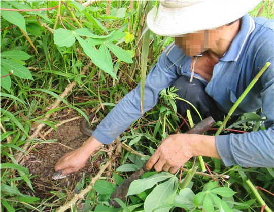 gai nguoi theo chan cao thu san ran noi tieng mien tay