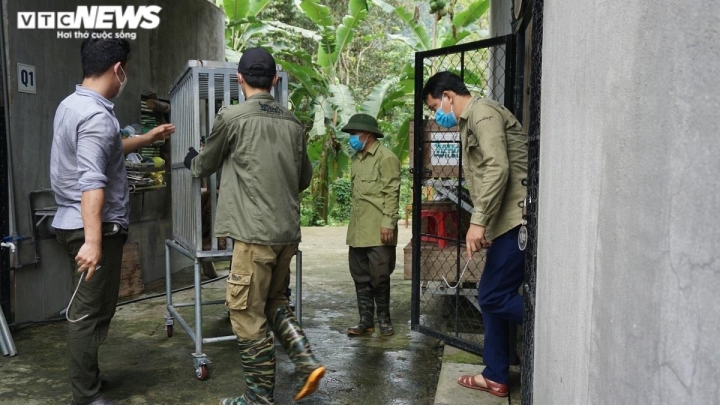 Ảnh: Bàn giao 7 con hổ Đông Dương quý hiếm cho vườn quốc gia Phong Nha - Kẻ Bàng - 9