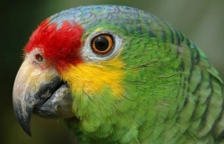 canh sat brazil dung truoc lan dan de huan luyen hoc vien