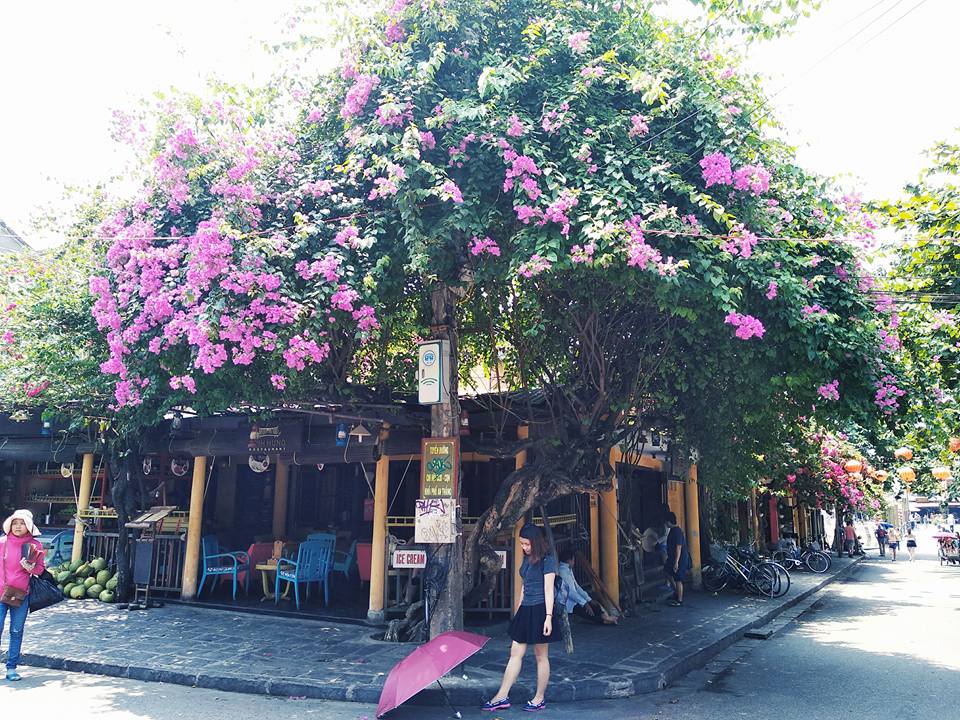 pho co hoi an dep tho mong trong mua hoa giay khoe sac