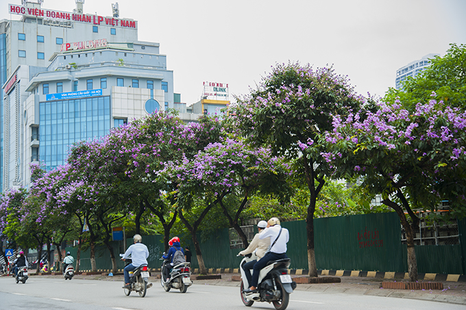 nao long ngam hoa bang lang nhuom tim khap pho phuong ha noi