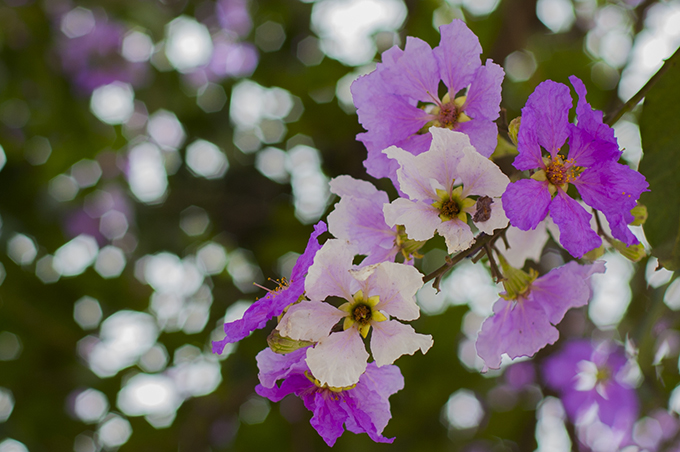 nao long ngam hoa bang lang nhuom tim khap pho phuong ha noi