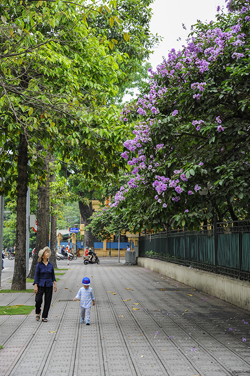 nao long ngam hoa bang lang nhuom tim khap pho phuong ha noi