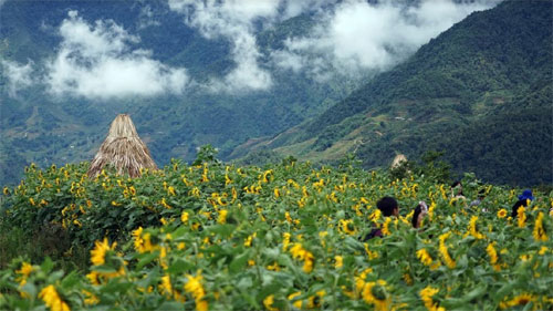 thung lung hoa fansipan ruc ro sac huong duong