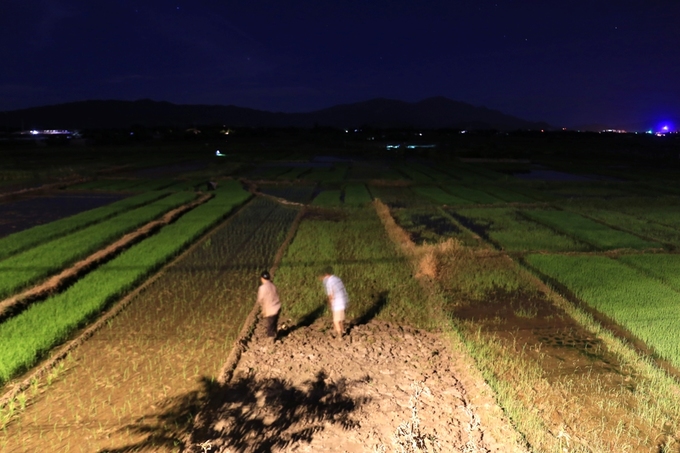 nong dan ha noi di cay tu nua dem de tranh nang nong