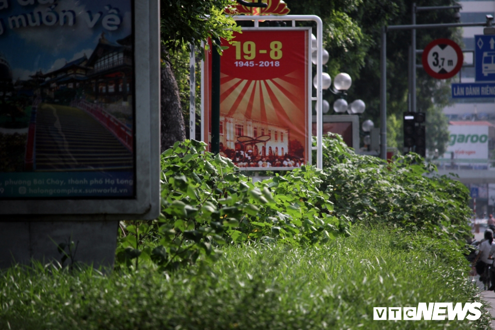 anh co cay dai moc cao qua dau nguoi um tum nhu rung giua pho ha noi