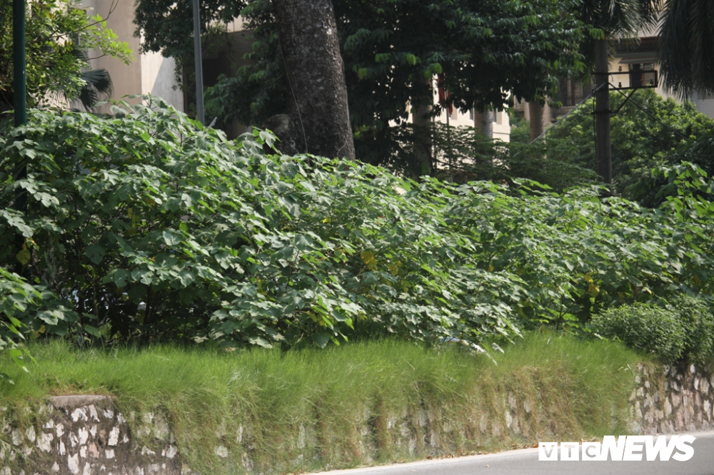 anh co cay dai moc cao qua dau nguoi um tum nhu rung giua pho ha noi