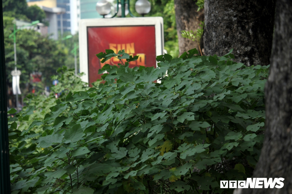 anh co cay dai moc cao qua dau nguoi um tum nhu rung giua pho ha noi