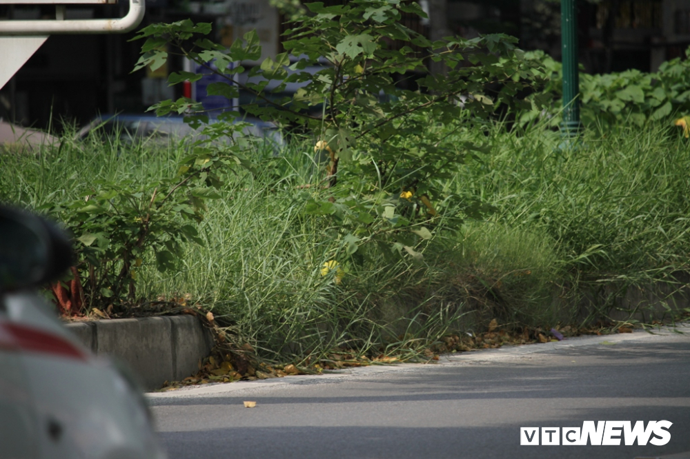 anh co cay dai moc cao qua dau nguoi um tum nhu rung giua pho ha noi