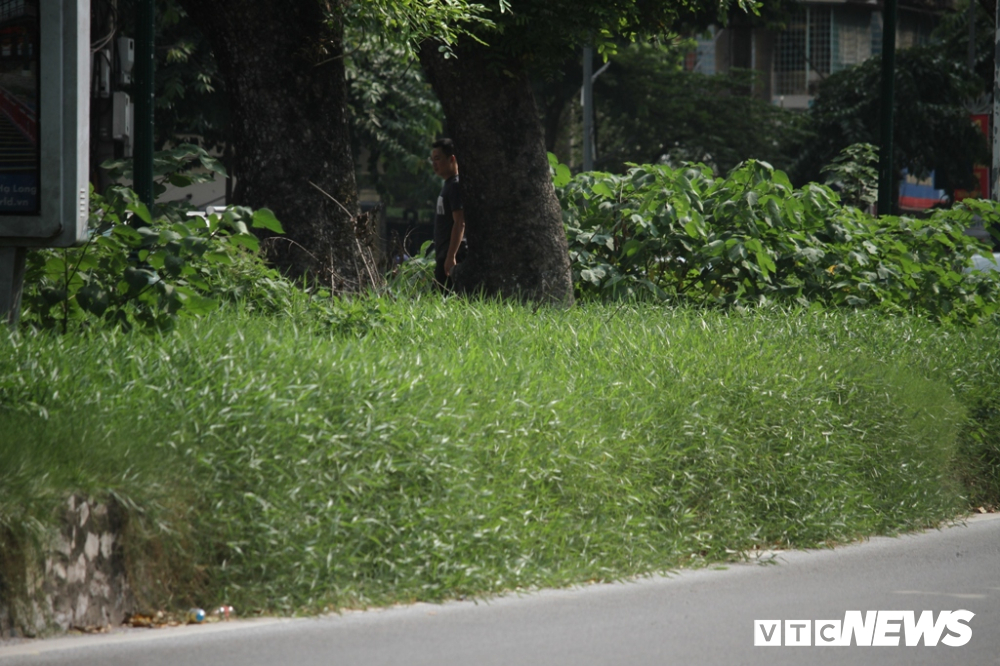 anh co cay dai moc cao qua dau nguoi um tum nhu rung giua pho ha noi