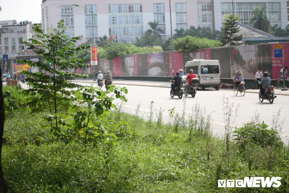 anh co cay dai moc cao qua dau nguoi um tum nhu rung giua pho ha noi