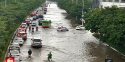 ha noi mua to cay do do hoan luu bao wipha