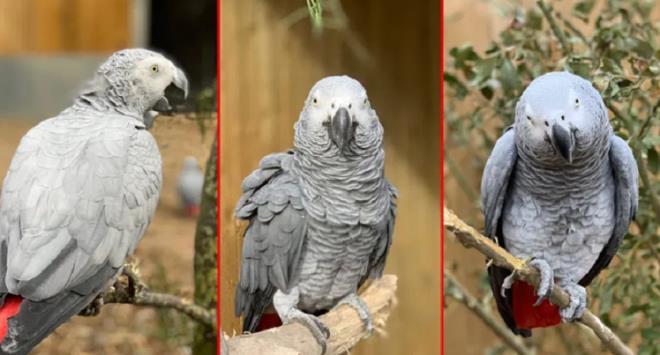 Đàn vẹt bị đuổi khỏi công viên vì 'chửi' du khách - 1