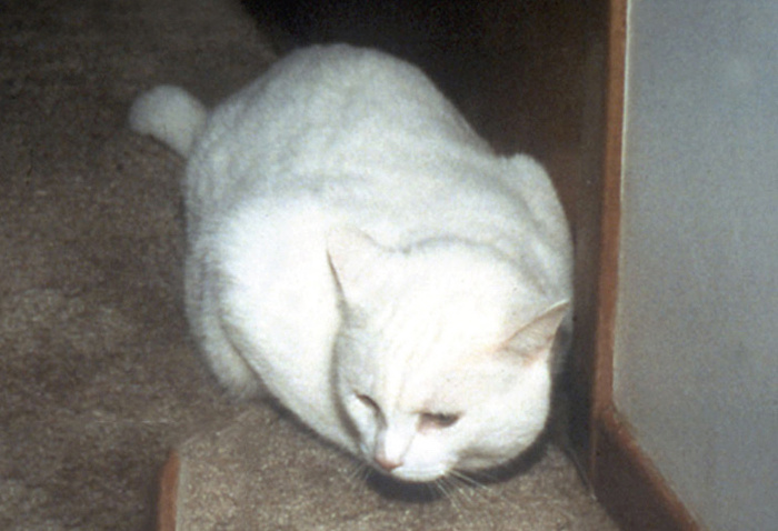 Con mèo lông trắng "tố cáo" tội ác của chủ nhân