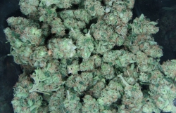 dem 1000 dieu can sa chui vao taxi soc khi nhan ra do la xe gi